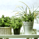 Indoor Plants That Improve Air Quality