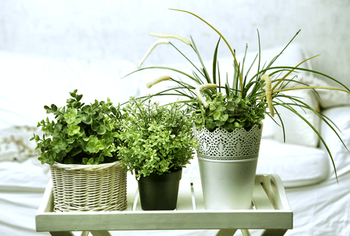 Houseplants That Improve Your Indoor Air Quality - Air Conditioning